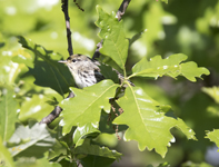 Blackpoll Warbler 6472